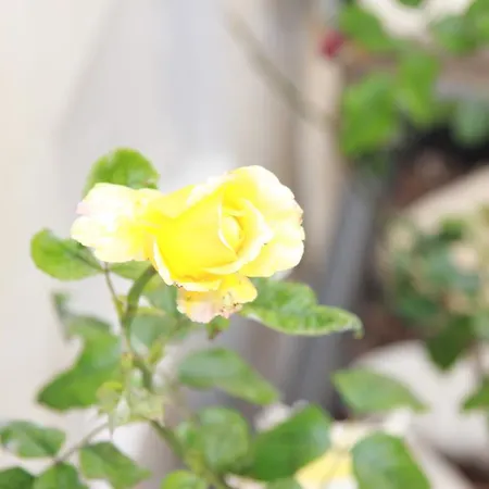 Canton Delle Rose